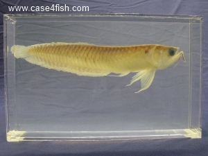 Foto Galerie/Osteoglossiformes/Osteoglossum bicirrhosum/Osteoglossum bicirrhosum_02_S.jpg